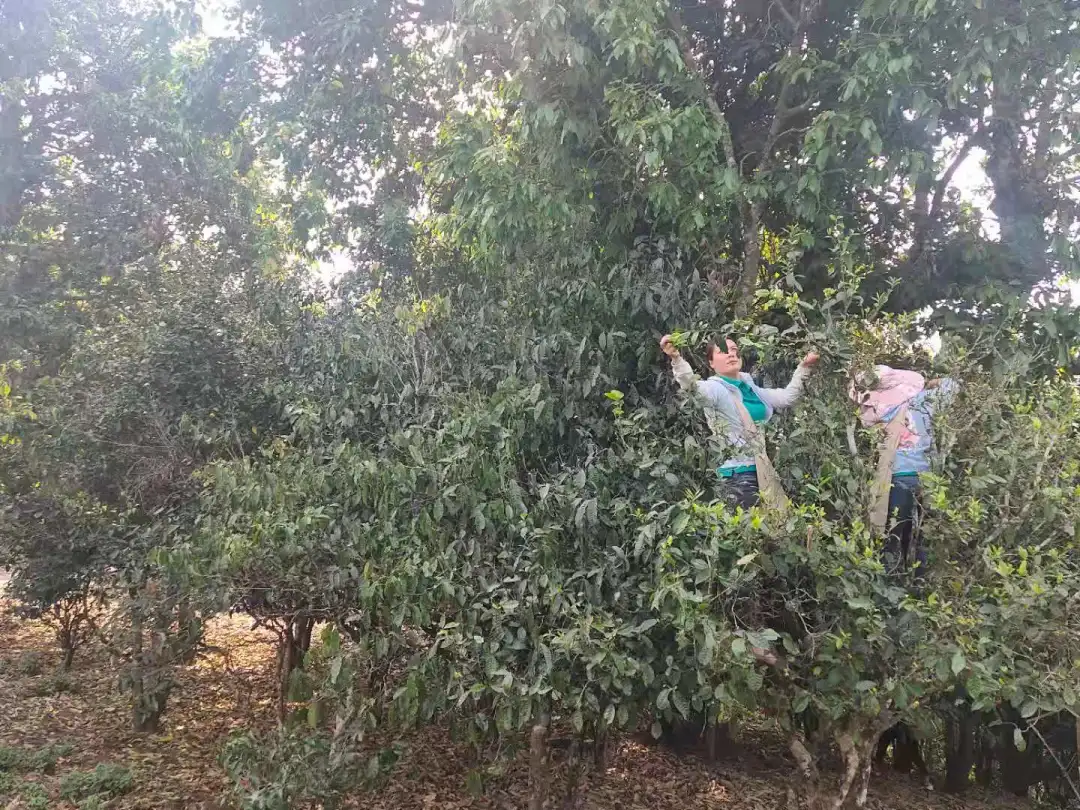 贺开古茶园春茶开采,隔着屏幕都能闻到茶香