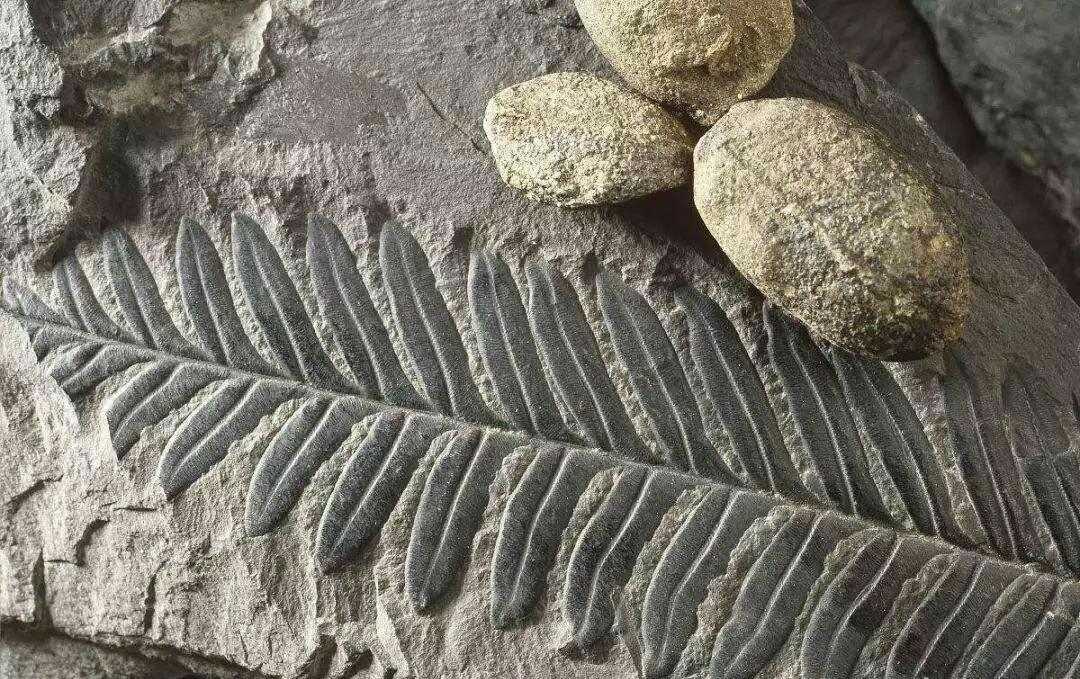 植物也能考古？兩個目標兩大手段，探索不一樣的植物世界