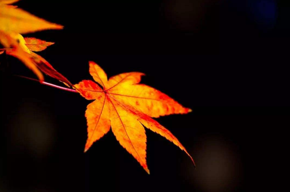 「诗词鉴赏」风吹一片叶 万物已惊秋，在古诗词中感悟秋天-第12张图片-诗句网