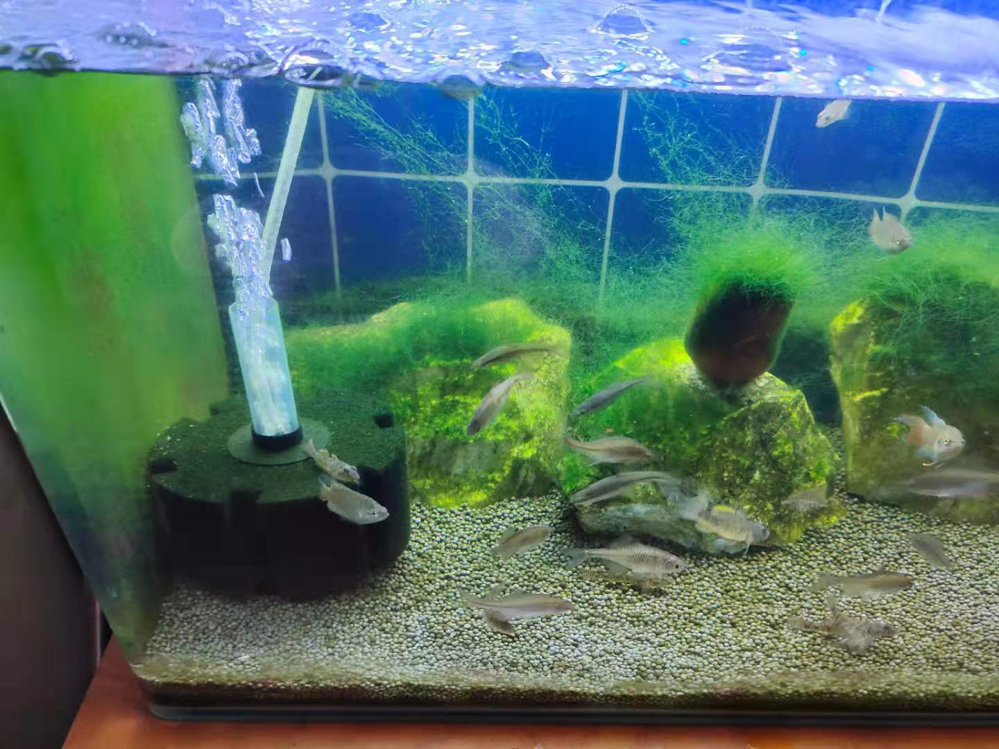 通過多次實踐 終於發現褐藻的幾個成因 它們可以變成綠藻嗎 養魚老道 Mdeditor