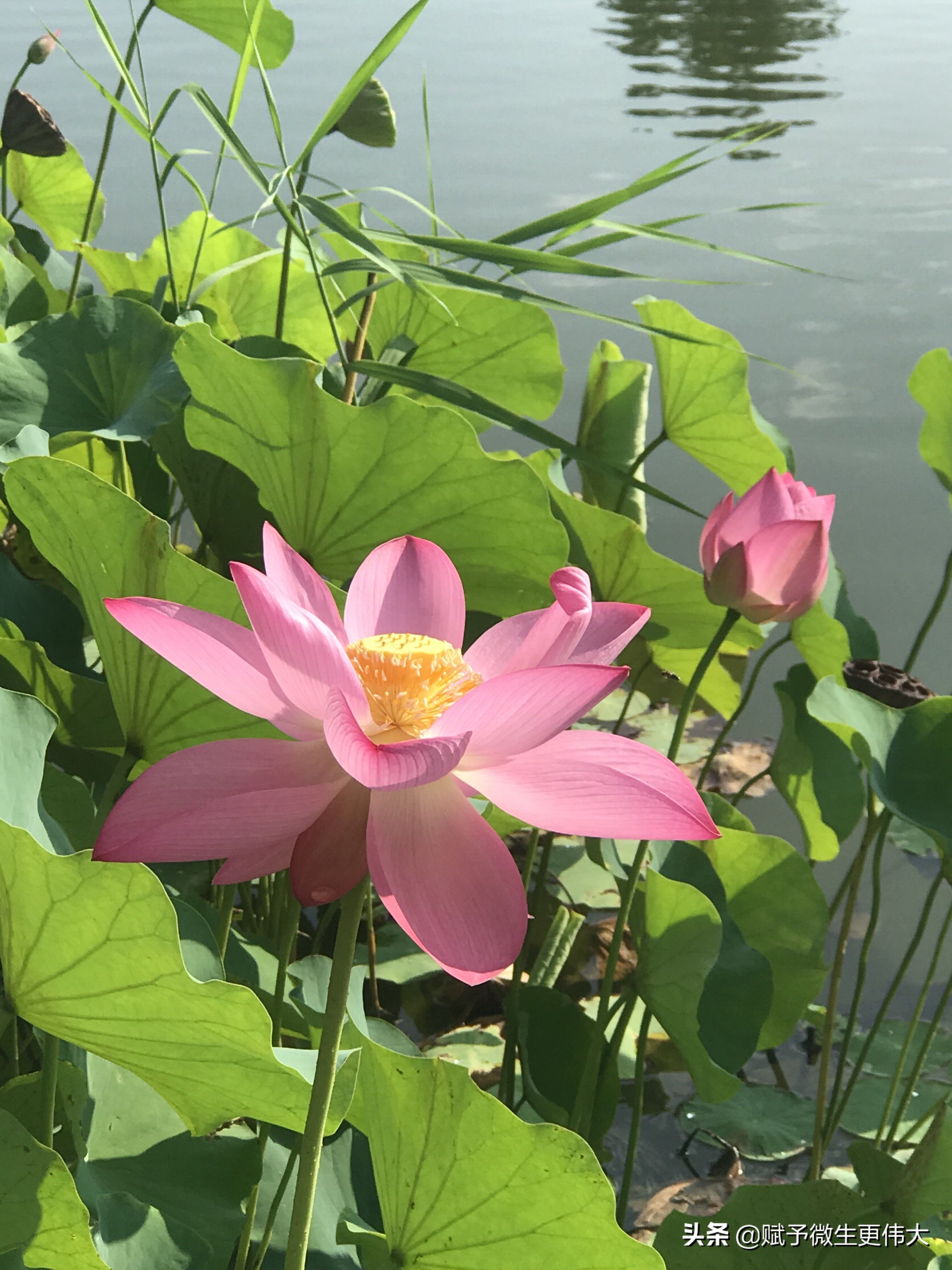 秋风紧——今日暑盛更秋时