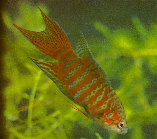 thopterus (temminck et schlegel)(青郎鸡,艇巴)▼舌鳎科168窄体舌鳎