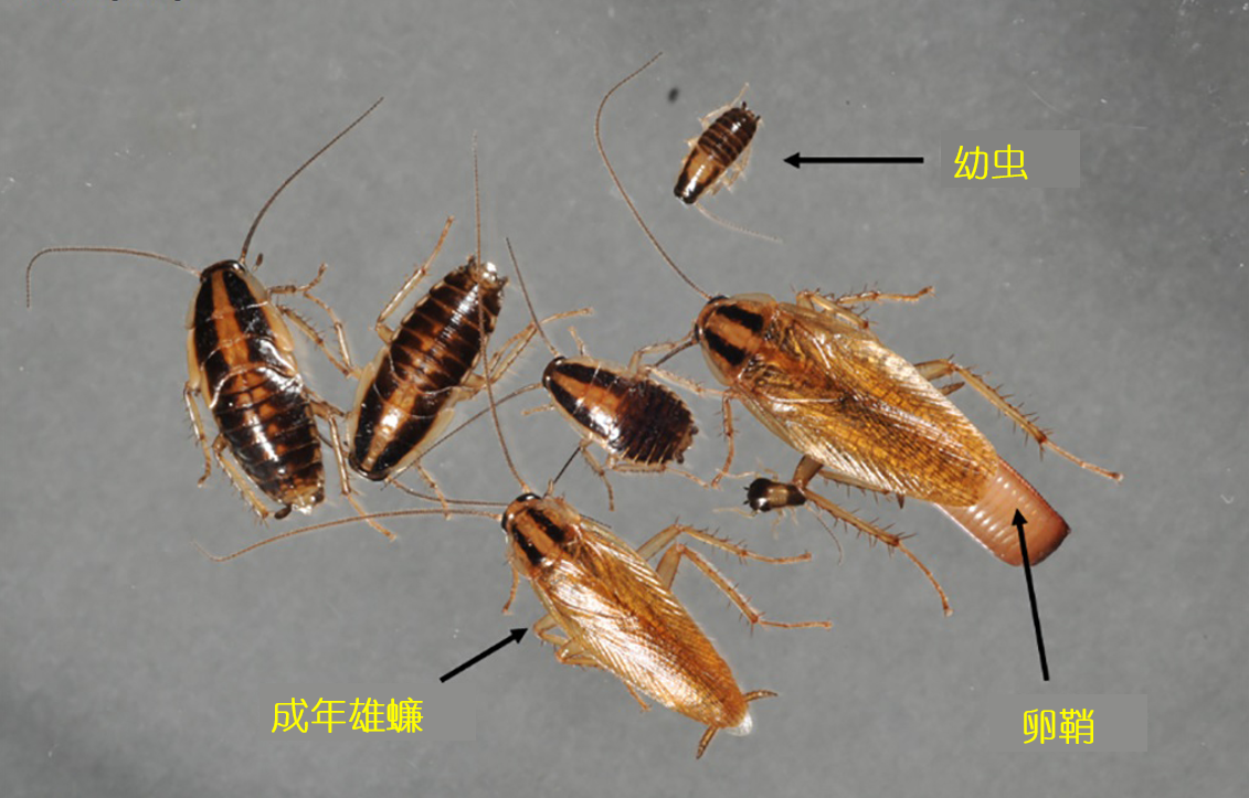 德国小蠊侵入山东 一年繁殖4代 北方害虫进入 蟑螂时代 牧海 Mdeditor