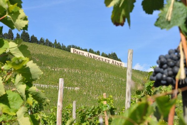 罗纳河谷：法国最大的法定红葡萄酒产区