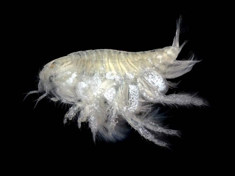 海底一萬米有多恐怖：萬米之下生物有哪些？