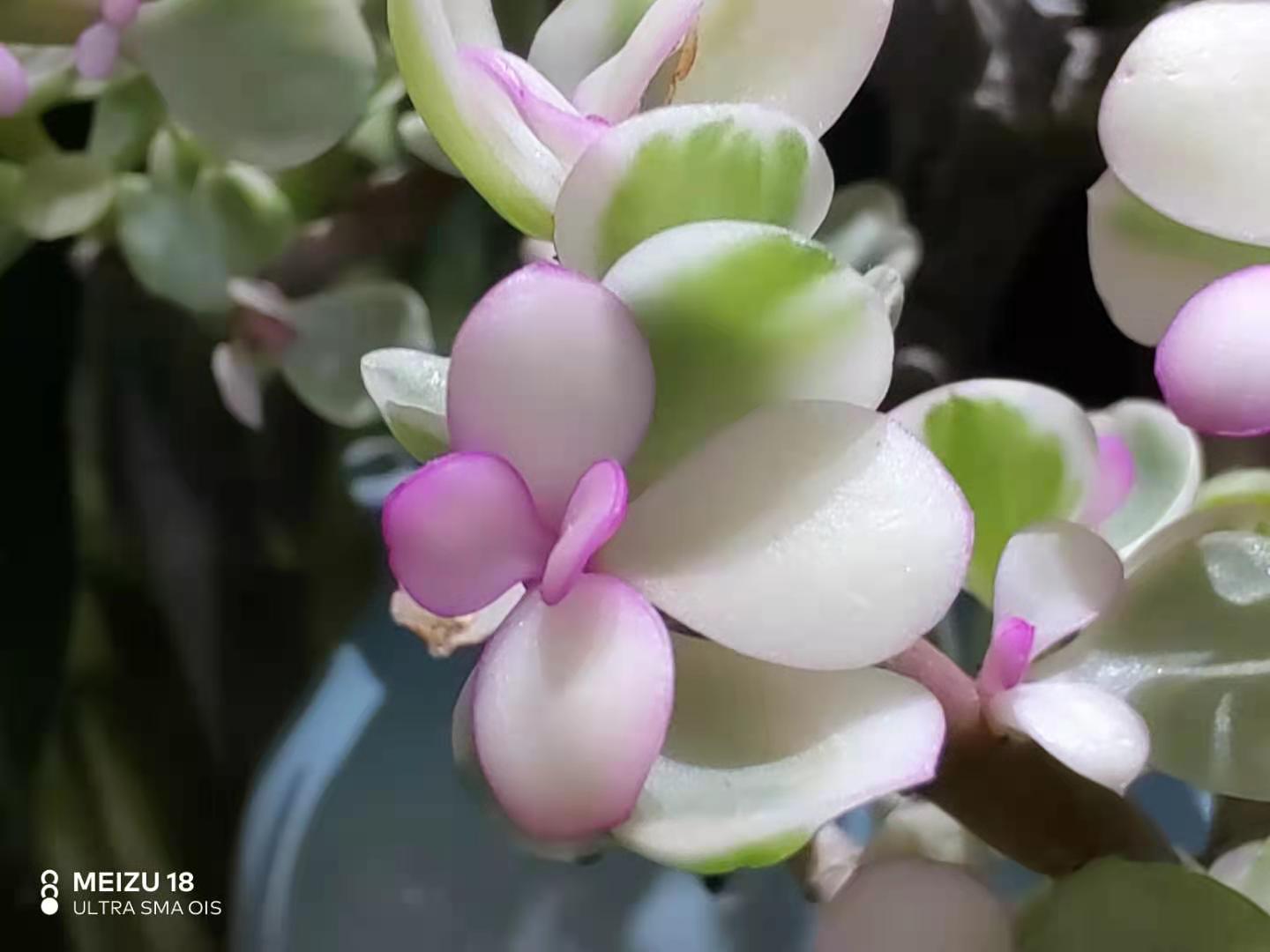 魅族18体验：做最纯净的仔 有颜有料的小屏旗舰