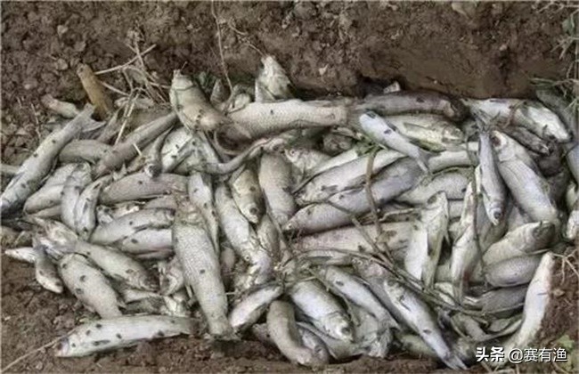 塘里的青鱼批量死亡的原因及治疗方法