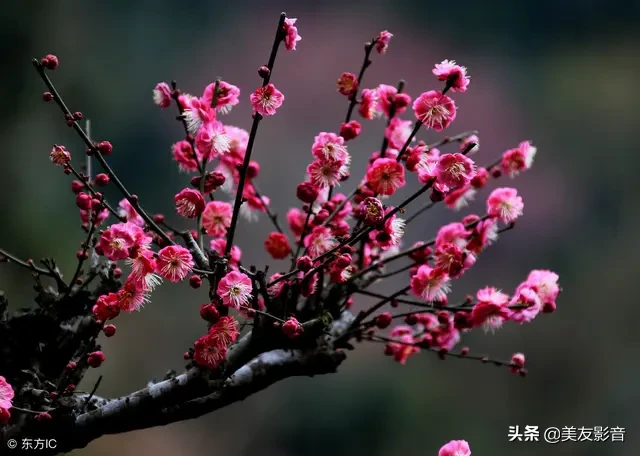 关于梅的诗句大全 梅雪争春未肯降，骚人阁笔费评章图片