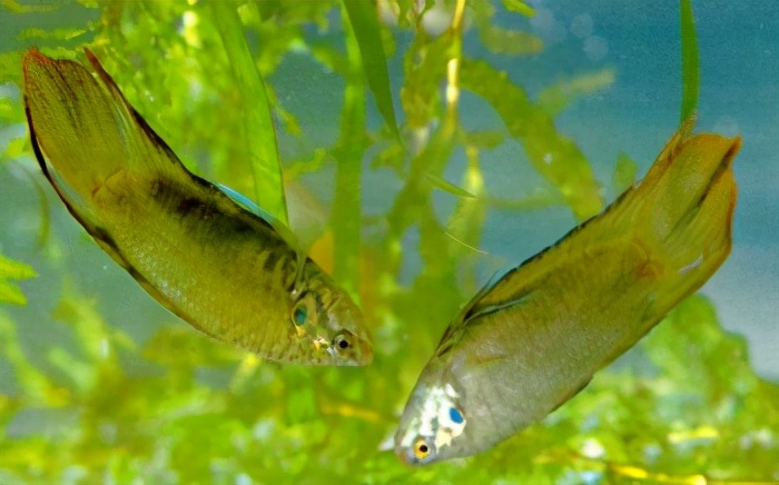 中国淡水鱼图集二90169