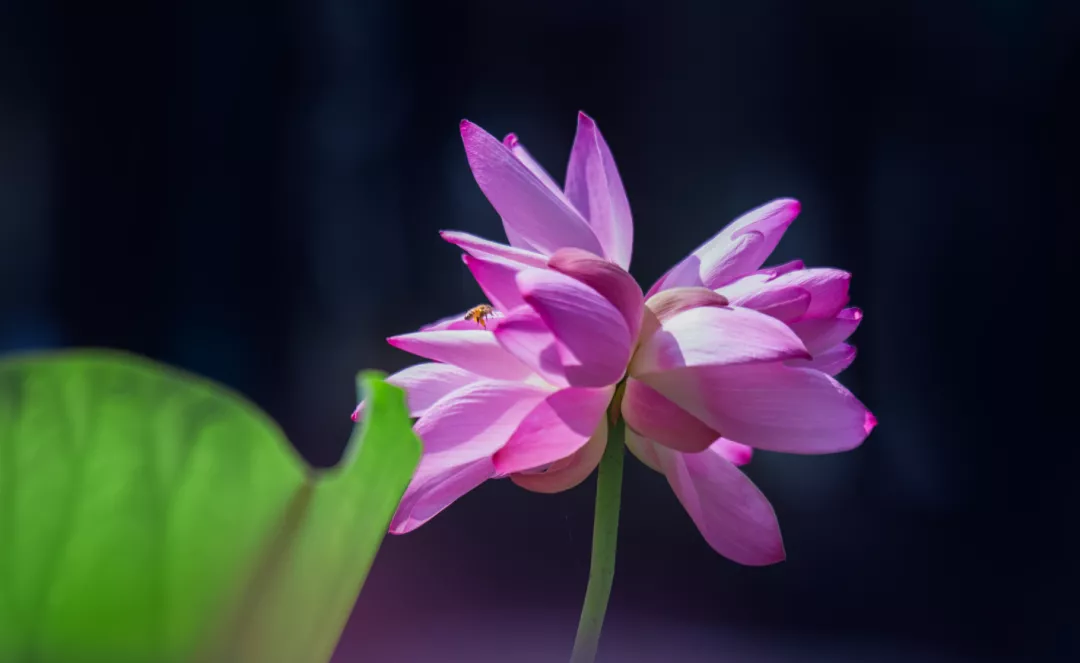 并蒂莲完美绽放!请收好这份来自济南大明湖的好运