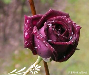 玫瑰花图片几种名贵玫瑰花的种类和颜色