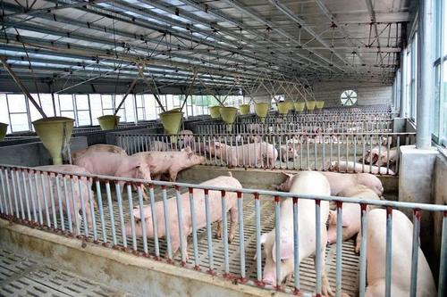 冬季养猪场高效管理要点，保暖，消毒，通风