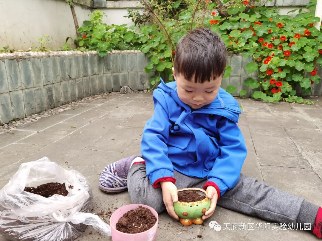 苏醒的种子 萌动的春天丨天府新区华阳实验幼儿园植物育成记