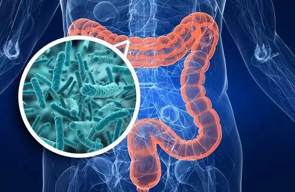 肠道菌群和食物过敏的联系