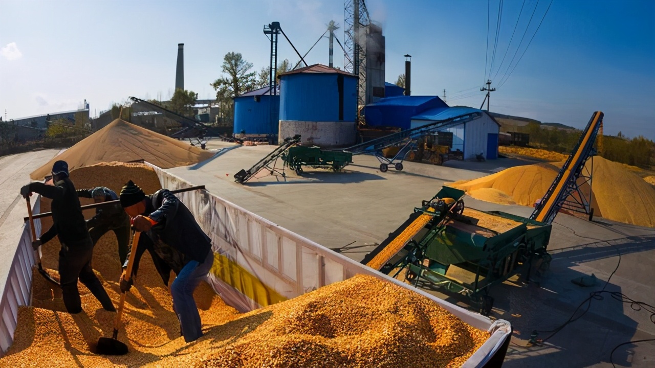 猪价、粮价预警：4月8日，猪价跌惨、玉米涨翻天，行情大不同