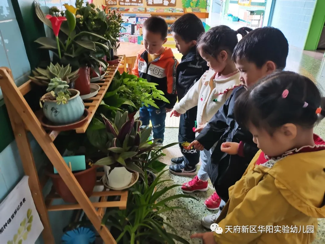 苏醒的种子 萌动的春天丨天府新区华阳实验幼儿园植物育成记