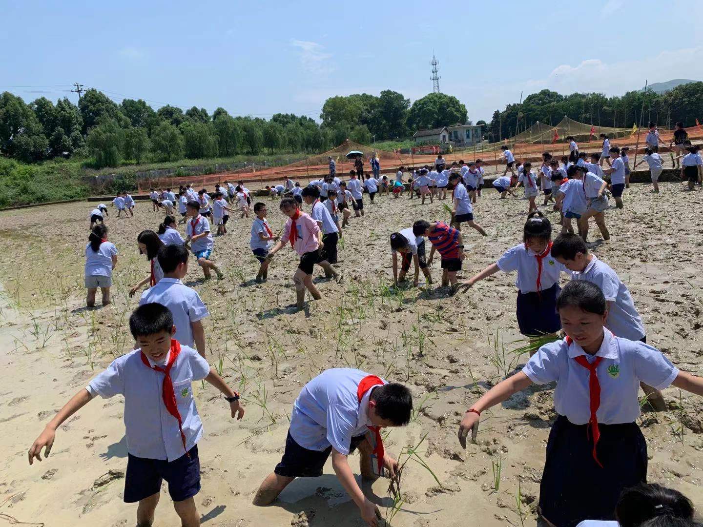 新晃晃州镇第三完全小学田里头的“农耕研学”(图4)