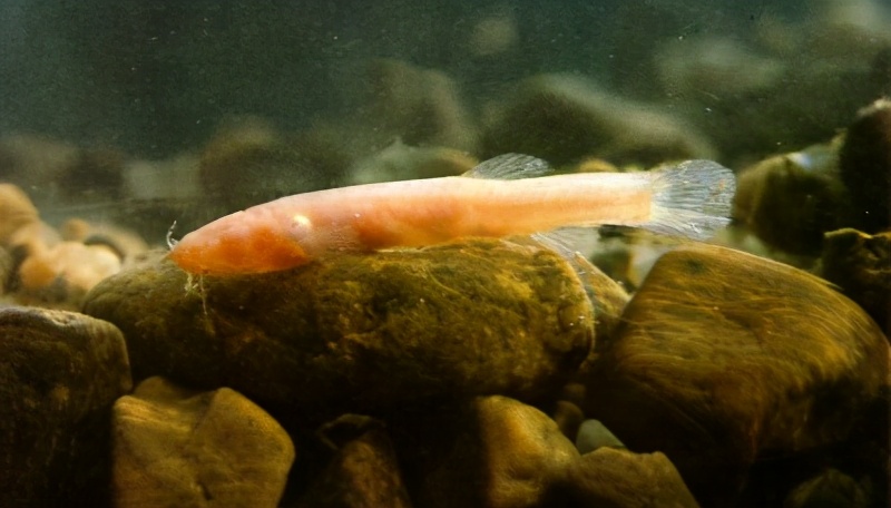 鳅科oreonectes anophthalmus zheng▼172无眼岭鳅鳅科oreonectes