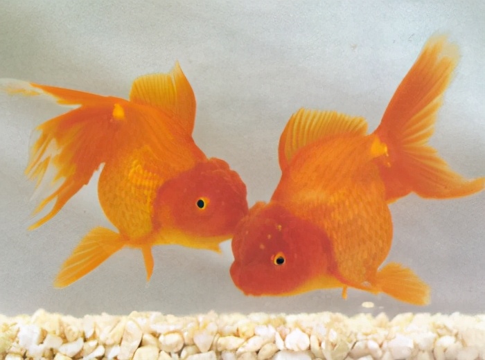 花 虎 头:朱顶紫罗袍:扯旗黑水泡:玉 印 头:鹤 顶 红:珍珠鱼:银色红头