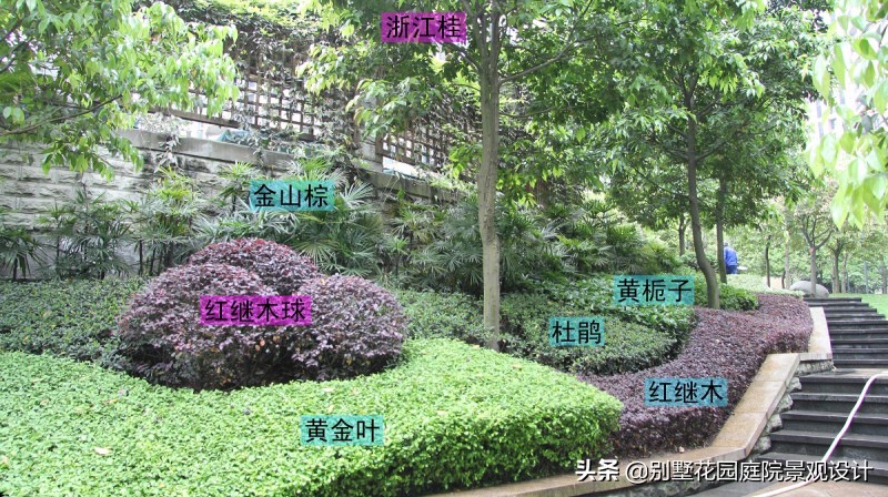 別墅庭院常用植物分享，附照片及名字標(biāo)注（珍藏版）