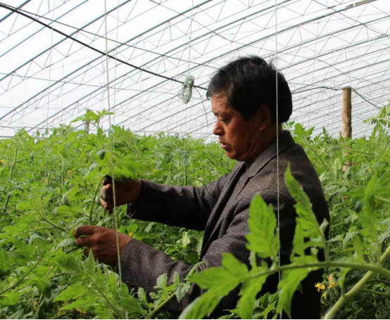 山东省莱西市：脱贫群众蔬菜大棚忙增收