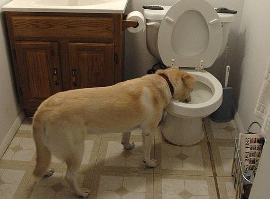 In The Eyes Of Dogs Drinking Water From The Toilet Is Actually Normal Minnews