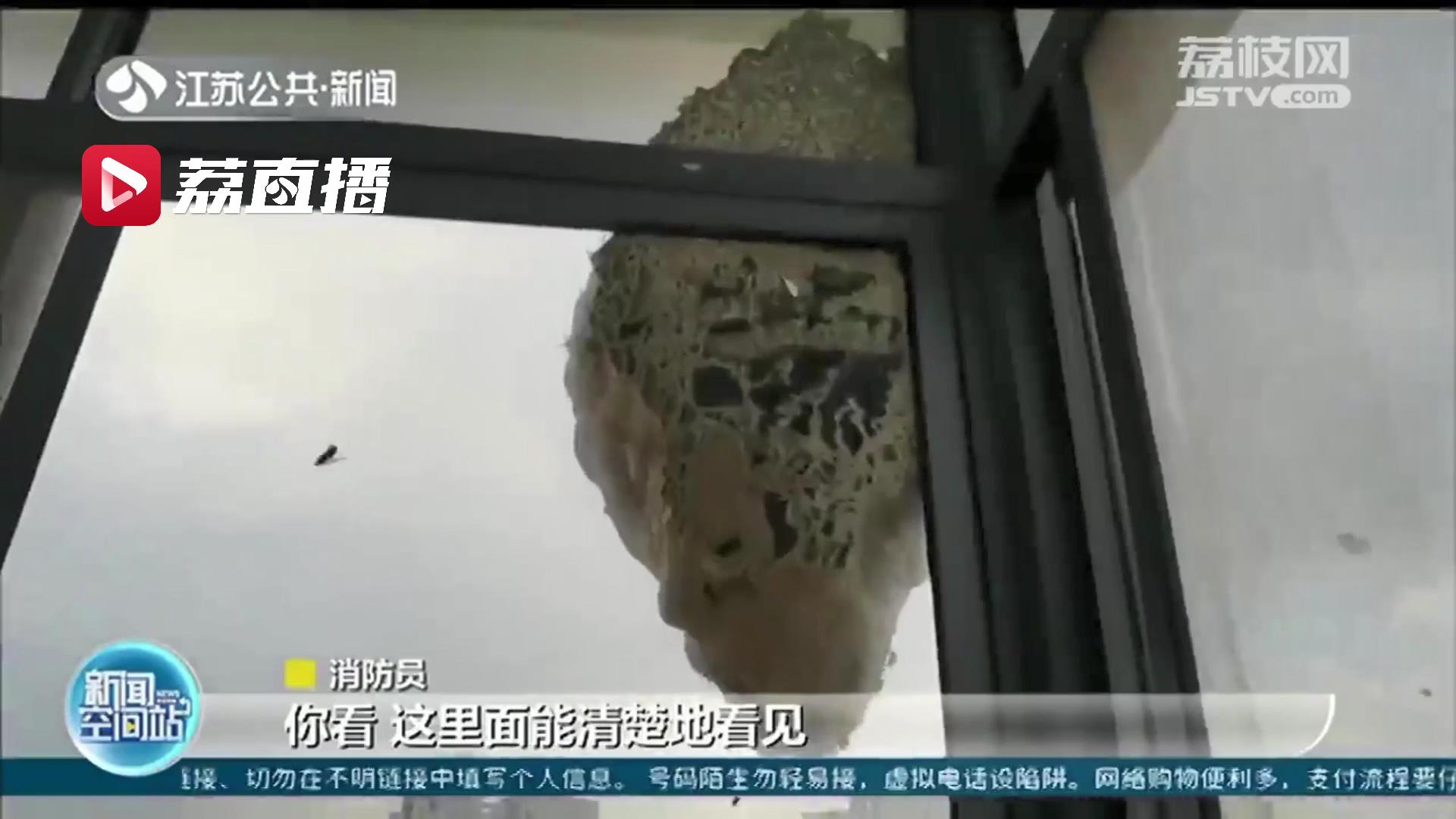 23楼现巨型马蜂窝 淮安消防紧急处置