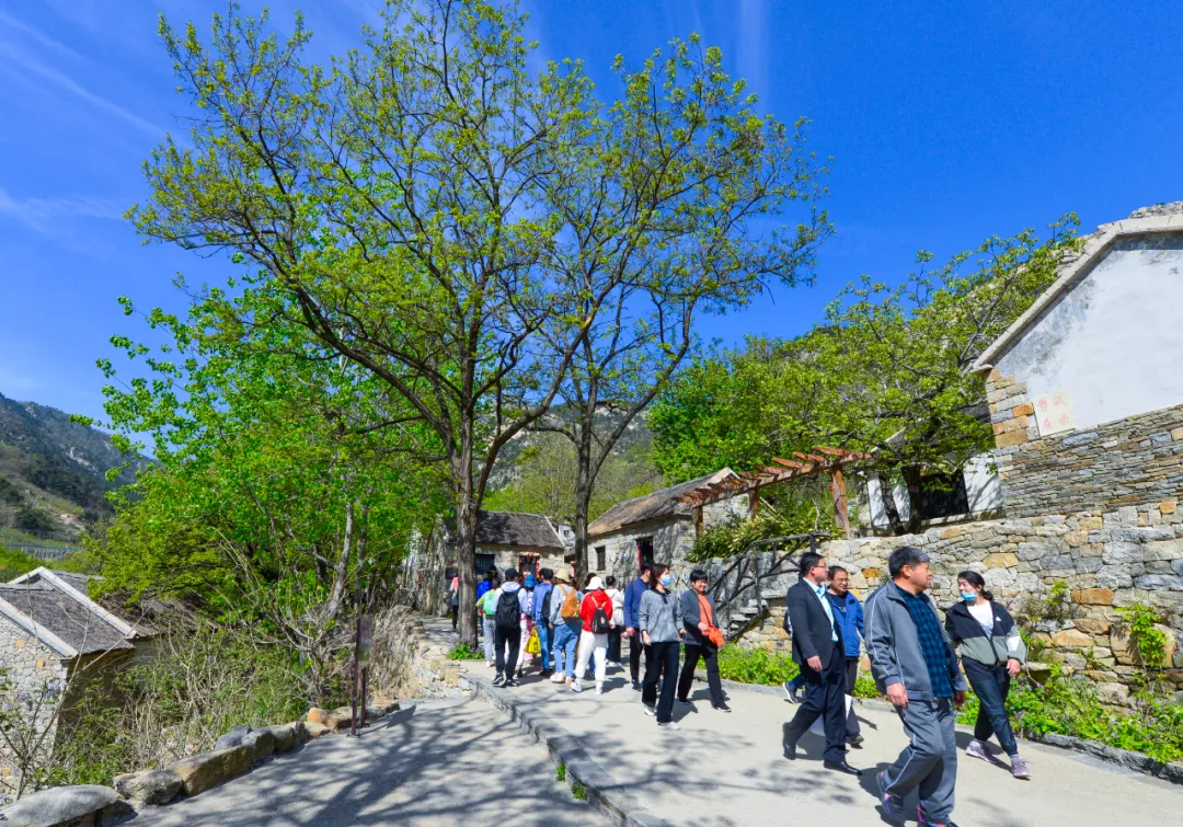 花开春盛游人醉！本周末天蒙山再迎“踏青赏花游”客流小高峰！