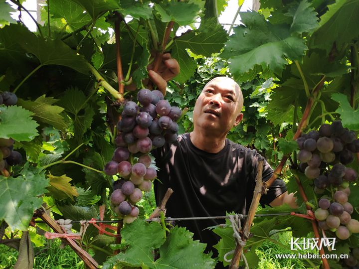 「“两山论”的河北答卷」武安：废弃矿山变身“花果山”