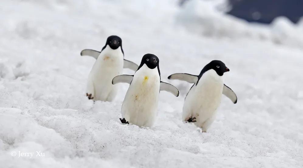 疫情全国清零了！如果有机会去南极看冰山企鹅，你愿意待几天？
