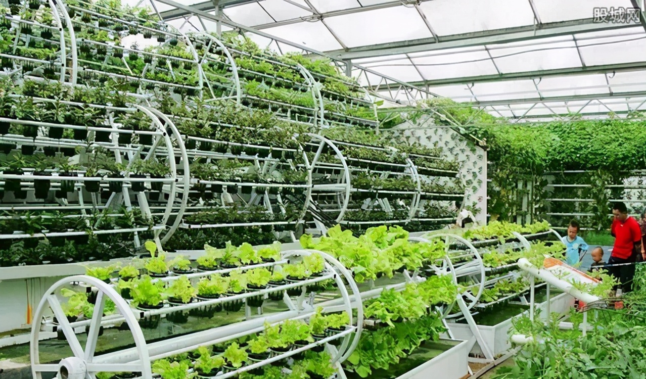 这些蔬菜居然都是用无土栽培种出来的,太漂亮了_种植圈_191农资人