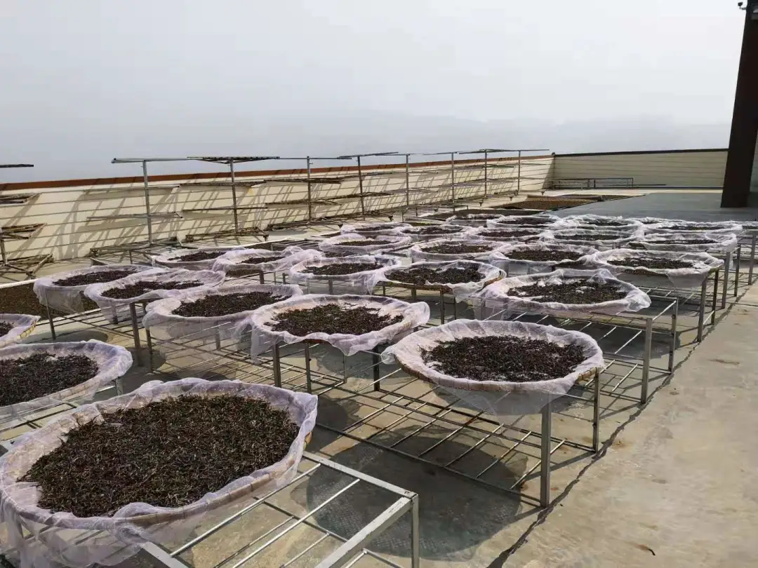 贺开古茶园春茶开采,隔着屏幕都能闻到茶香