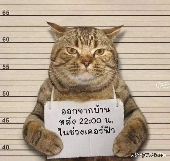 泰国警方逮捕了一只疫情期间 违反夜间外出禁令的猫 国际 蛋蛋赞
