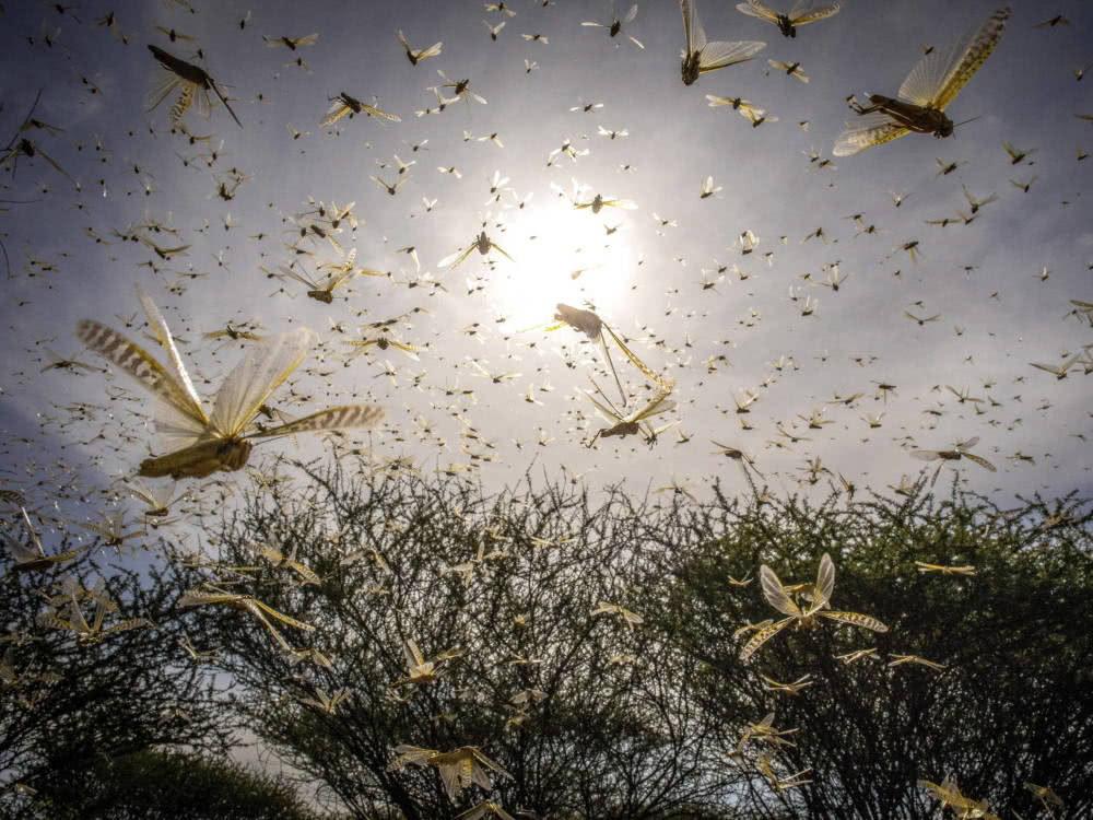 中國古代經(jīng)常發(fā)生蝗災，農民為什么不吃蝗蟲？沒你想的那么簡單