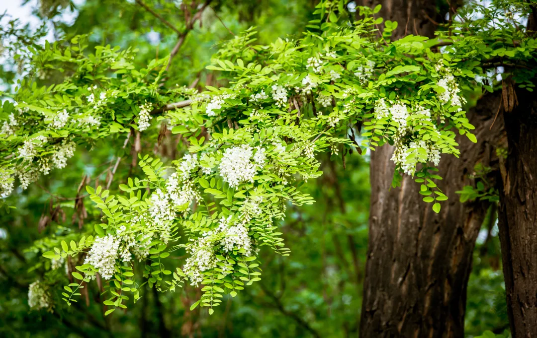 真味 春天除了野菜还有春花可食 百草箱中医 Mdeditor