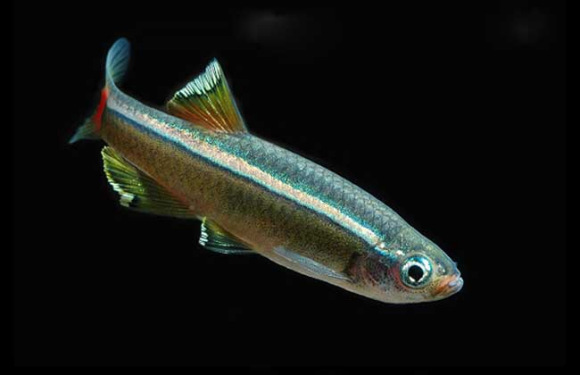 不知道并非借口,这十种常见的"十年鱼",一旦捕捞谨防牢底坐穿