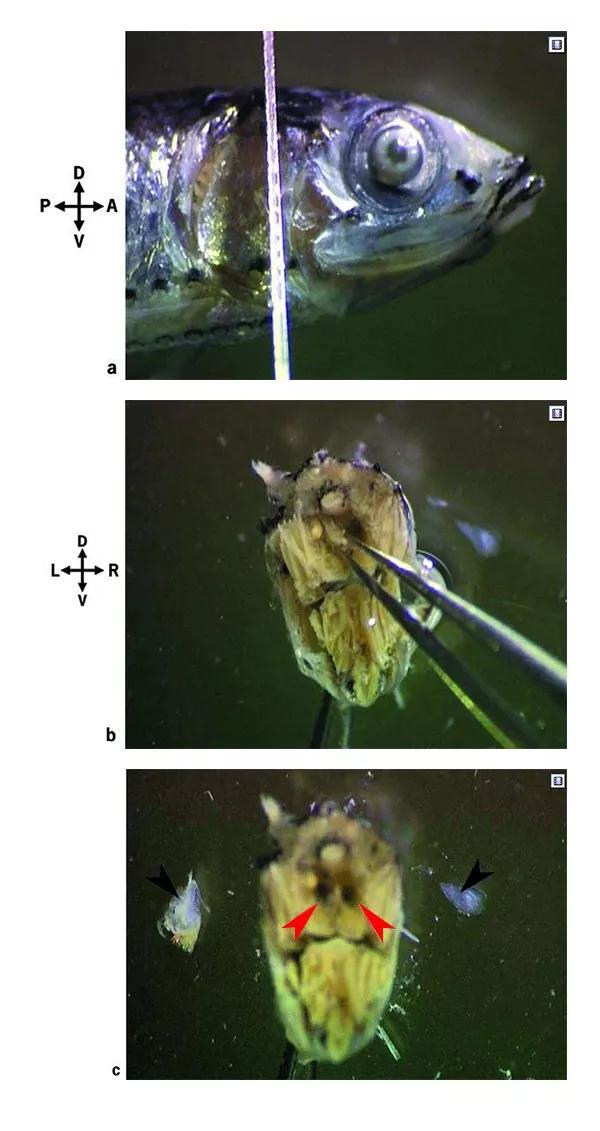 了解鱼的耳石鱼类内耳中的硬组织具有听觉平衡和加速等感觉功能