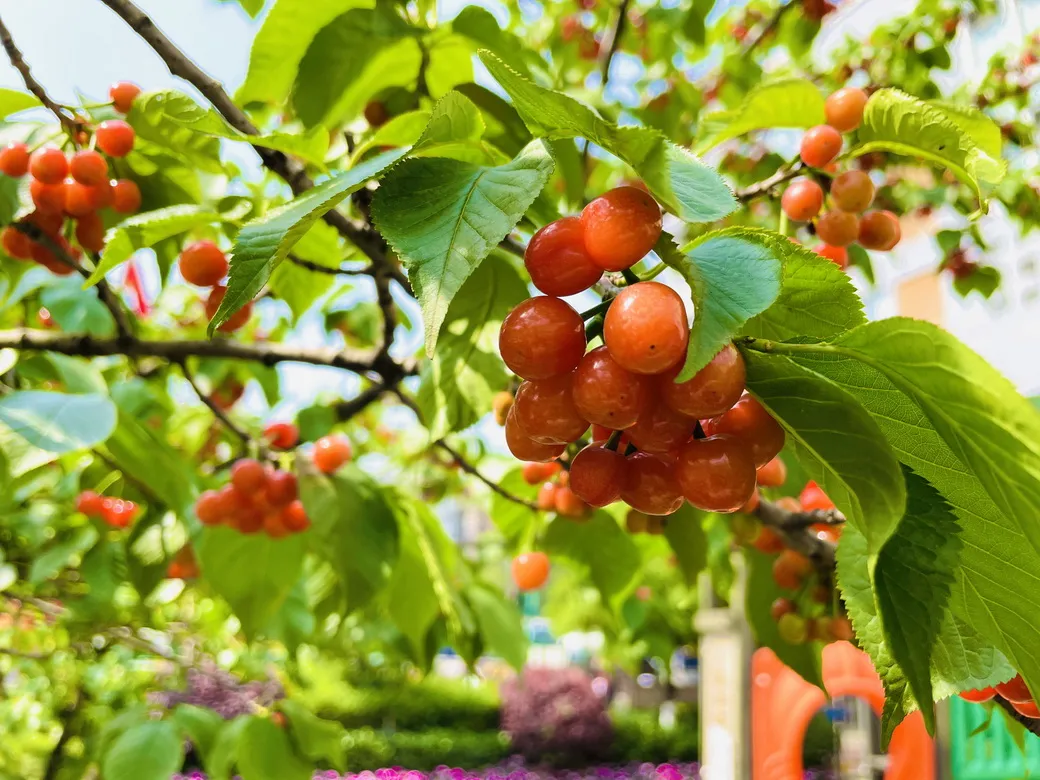 天府新区华阳幼儿园西区开展“幼儿园里的樱桃树”主题活动