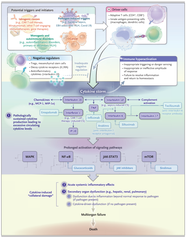 免疫系統(tǒng)的一場混戰(zhàn)！細(xì)胞因子風(fēng)暴如何成為疾病的“奪命幫兇”