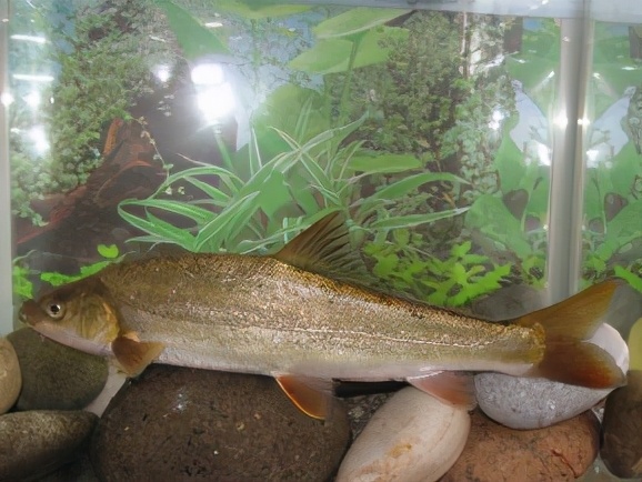 国家二级保护鱼类的十二个品种_淡水鱼类_西南渔业网 水花鱼 水产养殖