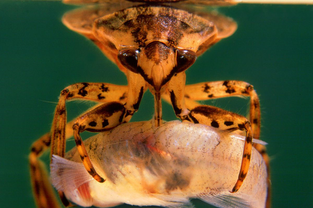 田鳖可怕的淡水捕食者