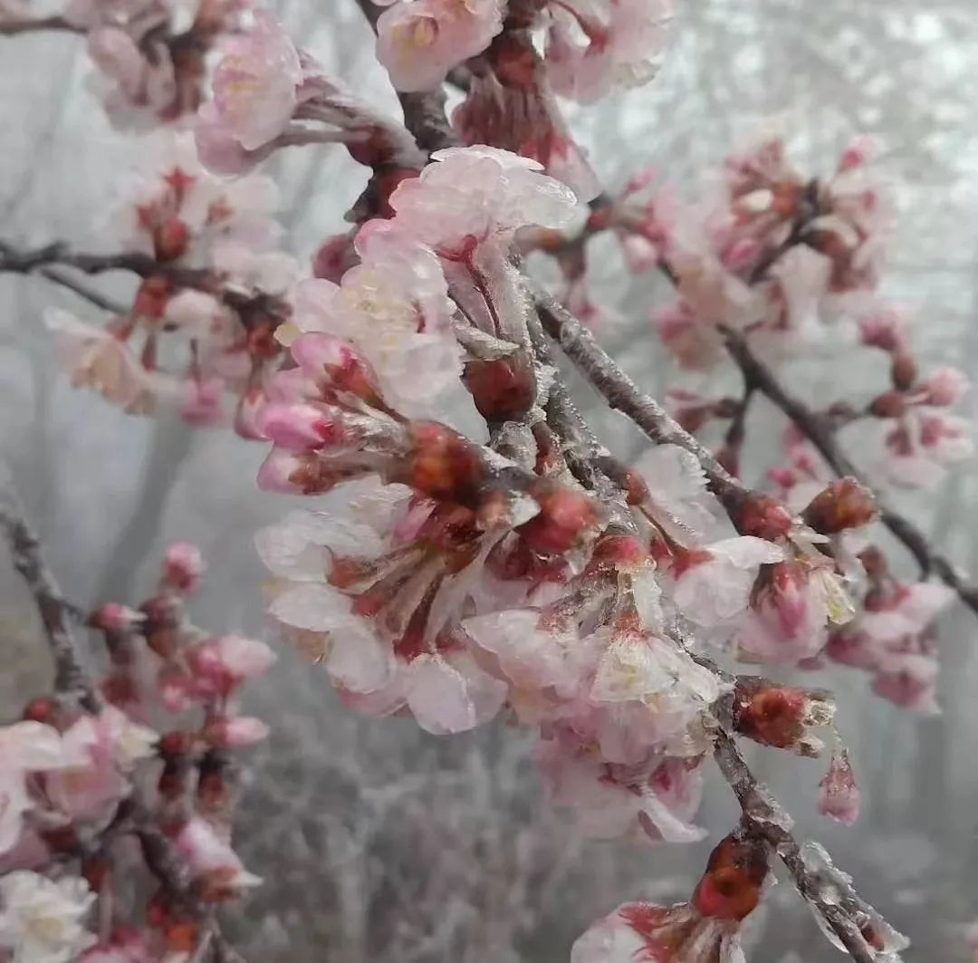 鸡公山｜恰逢牛年初雪，樱雪冰花奇观助阵鸡公山浪漫樱花旅游节