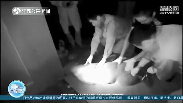 凶猛野猪闯入医院撞伤围捕民警 五小时四针麻醉才制服