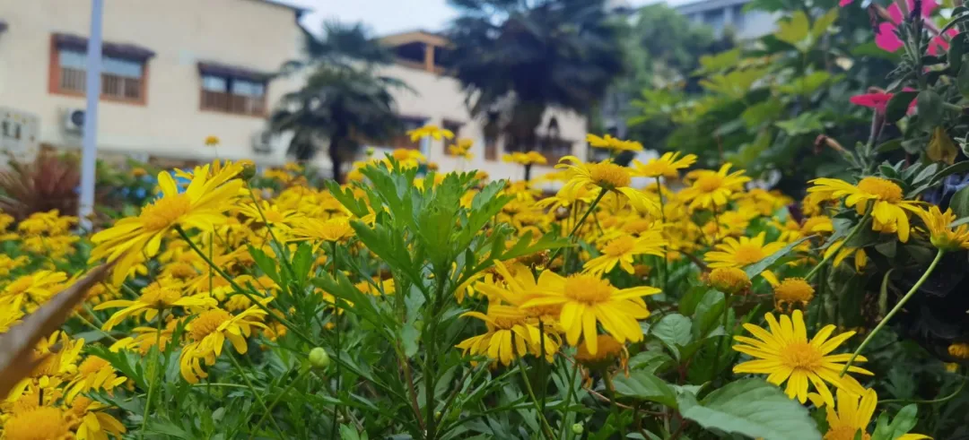 拥抱春天——四川天府新区华阳幼儿园小四班主题活动