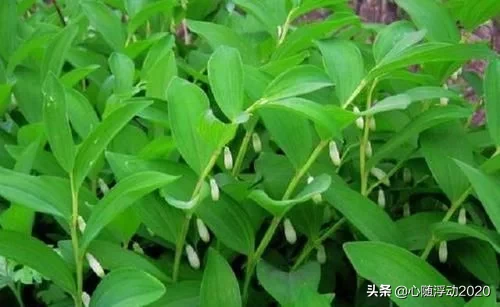 乡间1野草，其貌不扬却有大名堂，药效不错对身体有好处，记得摘