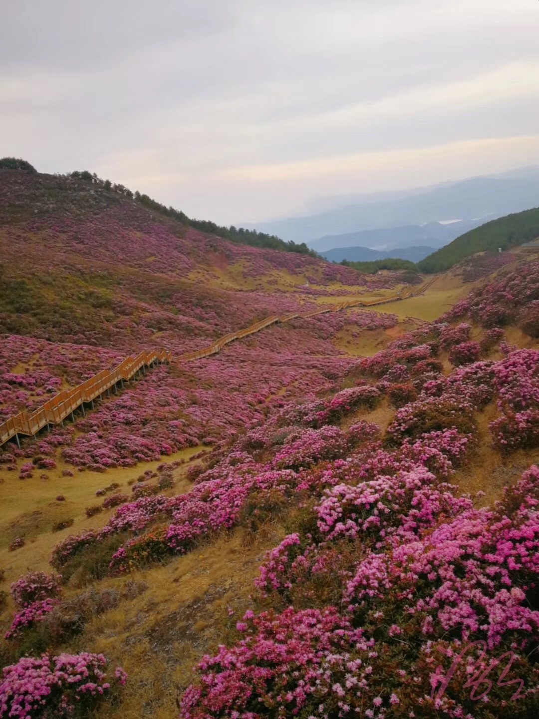 禄劝马鹿塘4000亩杜鹃花进入最佳赏花期