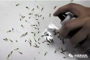 白蚁怎么治，教你消灭白蚁简单有效地方法？