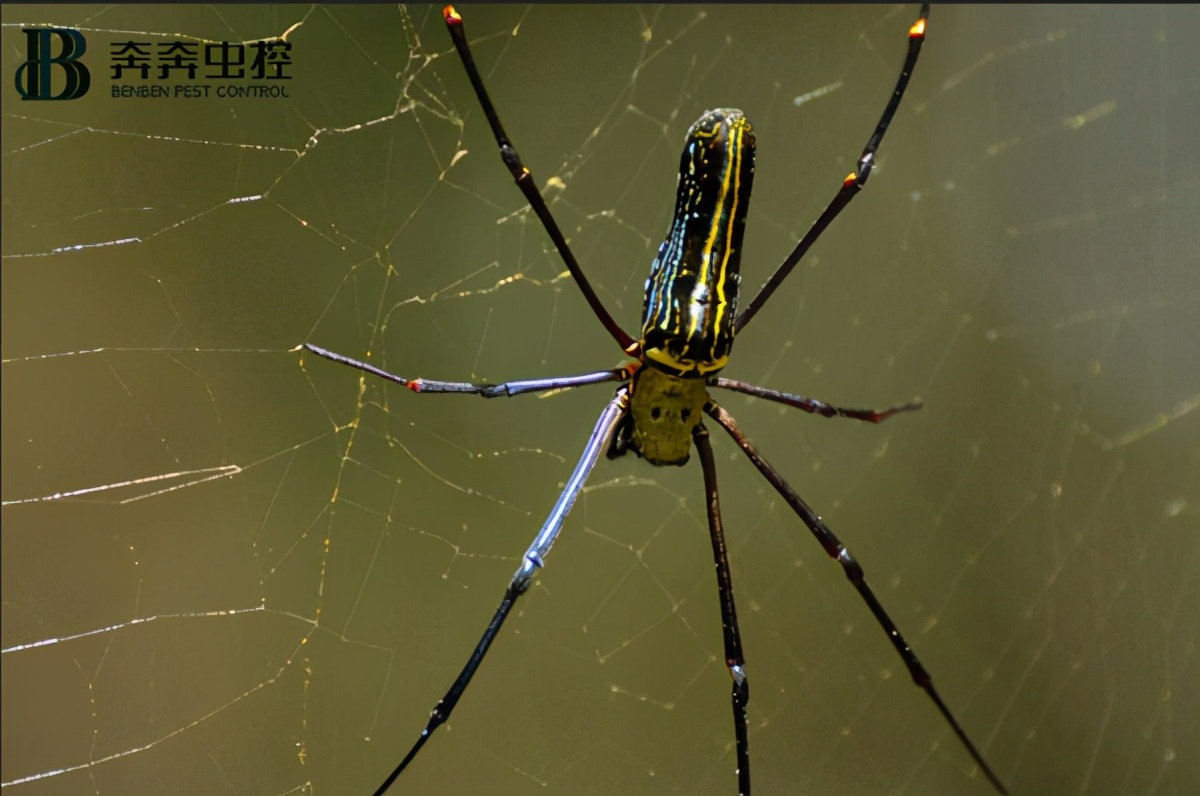 家裏有蜘蛛怎麼處理 奔奔蟲控 Mdeditor