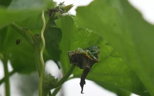 蔬菜生产常见问题及解决办法手册，看到就是赚