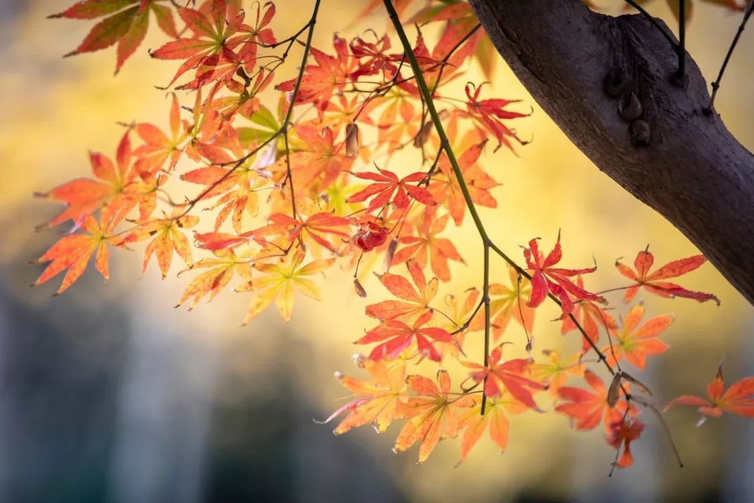 写秋天的诗句都有哪些，关于秋天的10首名诗